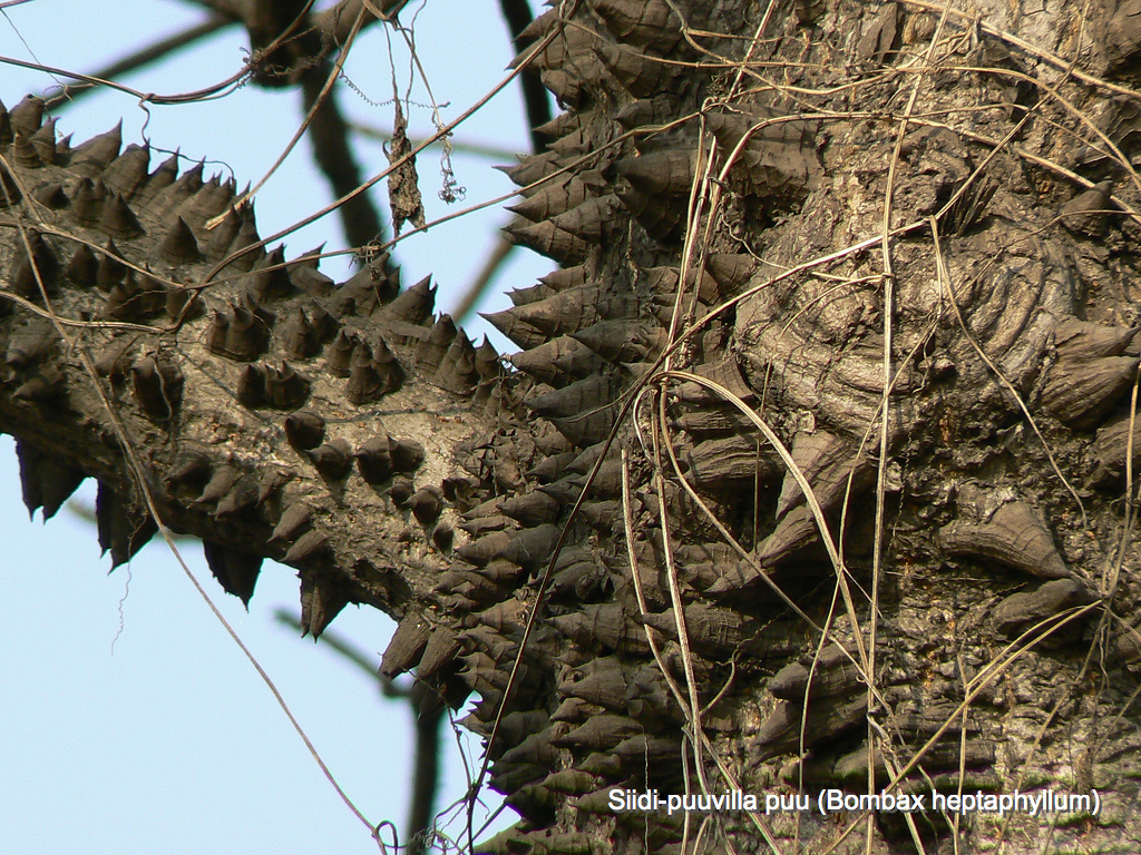 Macintosh HD:Users:AndrusKahn:Desktop:siidi-puuvilla puu_Fotor.jpg